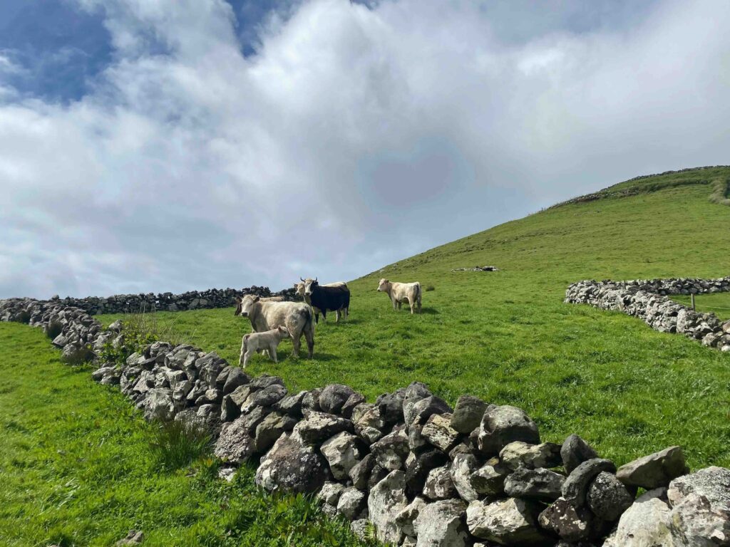 vaches paysage corvo vaches paysage corvo